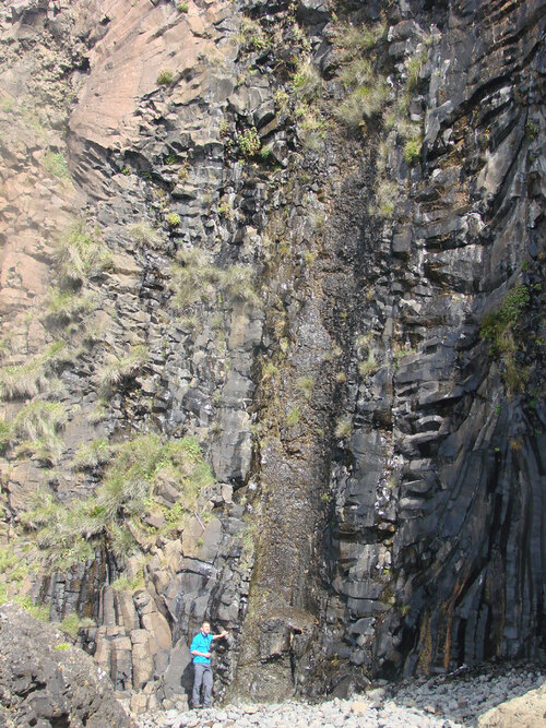 fossil tree isle of mull