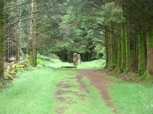 kilmore standing stones with trees dervaig isle of mull